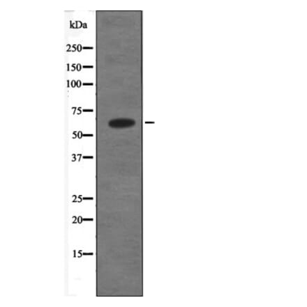 Western blot - PSEN1 (Phospho-Ser353) Antibody from Signalway Antibody (12629) - Antibodies.com