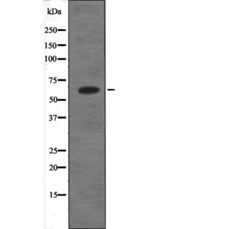 Western blot - PSEN1 (Phospho-Ser353) Antibody from Signalway Antibody (12629) - Antibodies.com