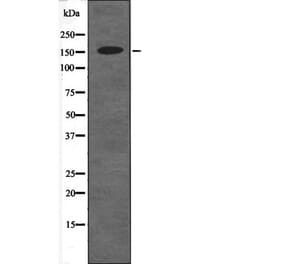 Western blot - RAD50 (Phospho-Ser635) Antibody from Signalway Antibody (12632) - Antibodies.com