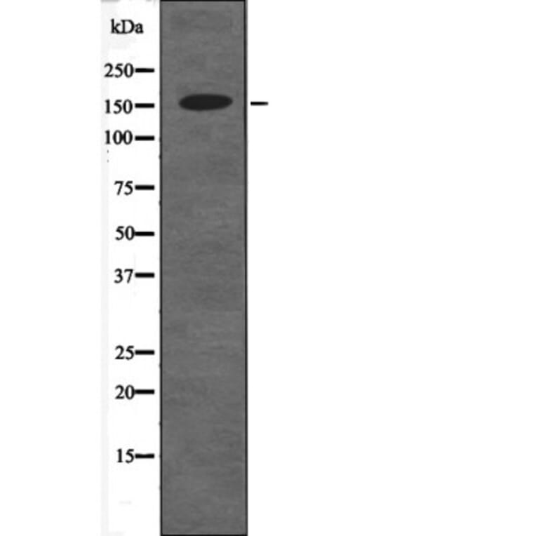 Western blot - RAD50 (Phospho-Ser635) Antibody from Signalway Antibody (12632) - Antibodies.com