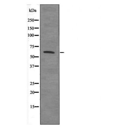 Western blot - Smad4 (Phospho-Thr276) Antibody from Signalway Antibody (12637) - Antibodies.com