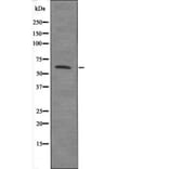 Western blot - Smad4 (Phospho-Thr276) Antibody from Signalway Antibody (12637) - Antibodies.com