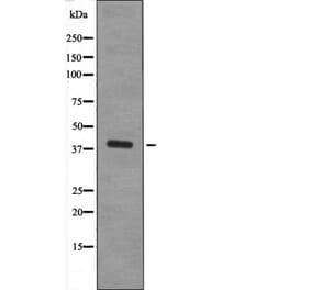 Western blot - XRCC4 (Phospho-Ser260) Antibody from Signalway Antibody (12656) - Antibodies.com