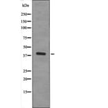 Western blot - XRCC4 (Phospho-Ser260) Antibody from Signalway Antibody (12656) - Antibodies.com