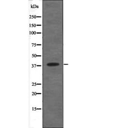 Western blot - C5AR1 (Phospho-Ser334) Antibody from Signalway Antibody (12673) - Antibodies.com