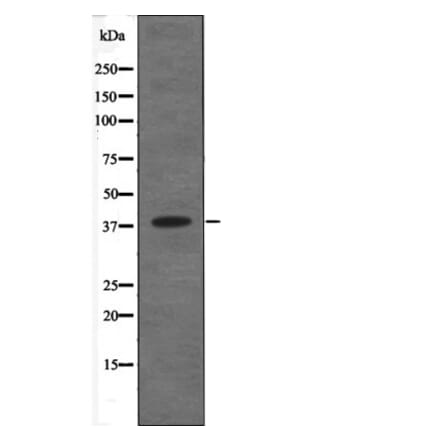 Western blot - C5AR1 (Phospho-Ser334) Antibody from Signalway Antibody (12673) - Antibodies.com