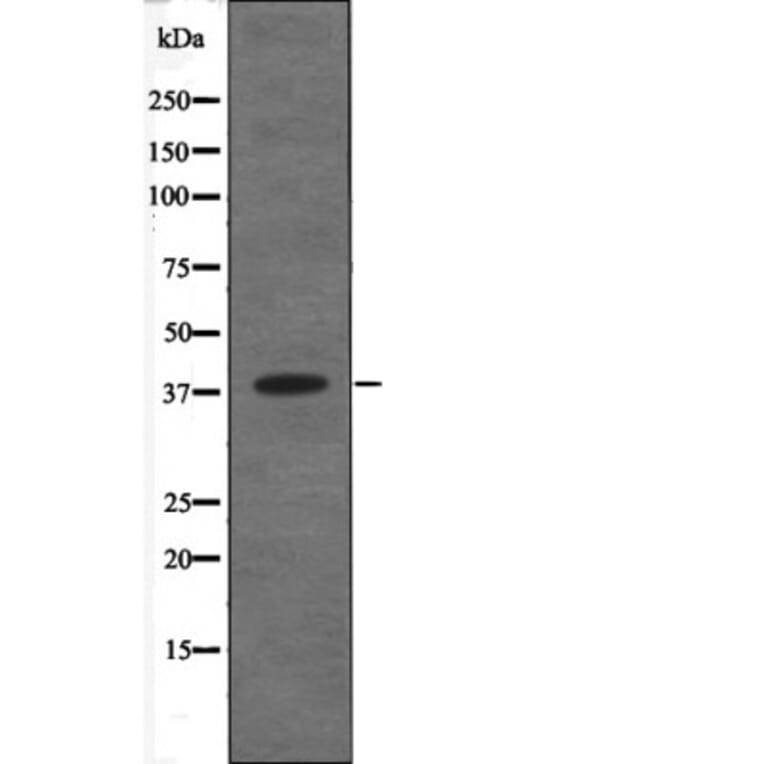 Western blot - C5AR1 (Phospho-Ser334) Antibody from Signalway Antibody (12673) - Antibodies.com