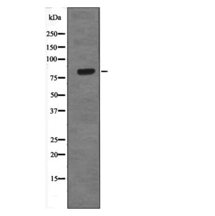 Western blot - GRK1/2 (Phospho-Tyr13) Antibody from Signalway Antibody (12683) - Antibodies.com