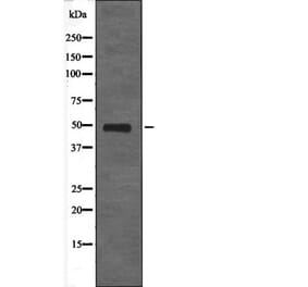 Western blot - HtrA2 (Phospho-Ser142) Antibody from Signalway Antibody (12687) - Antibodies.com