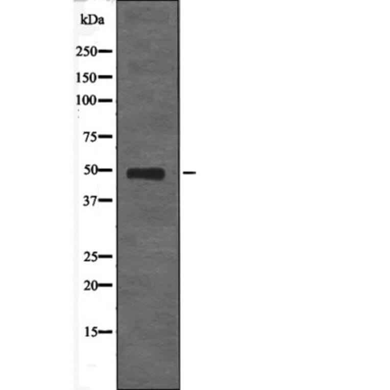 Western blot - HtrA2 (Phospho-Ser142) Antibody from Signalway Antibody (12687) - Antibodies.com