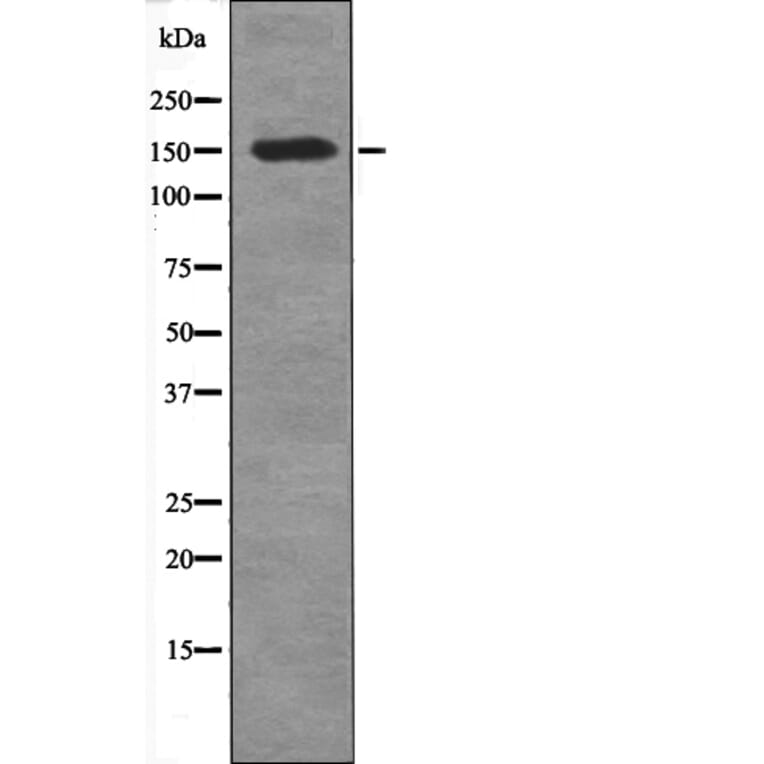 Western blot - CD45 (Phospho-Tyr1216) Antibody from Signalway Antibody (12702) - Antibodies.com