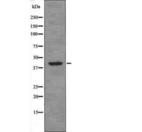 Western blot - DAPK1 (Phospho-Ser308) Antibody from Signalway Antibody (12707) - Antibodies.com