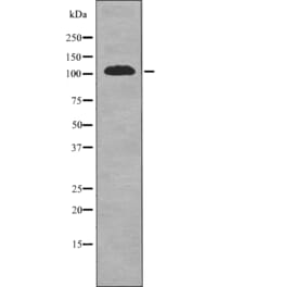 Western blot - EPHA1 (Phospho-Tyr605) Antibody from Signalway Antibody (12710) - Antibodies.com