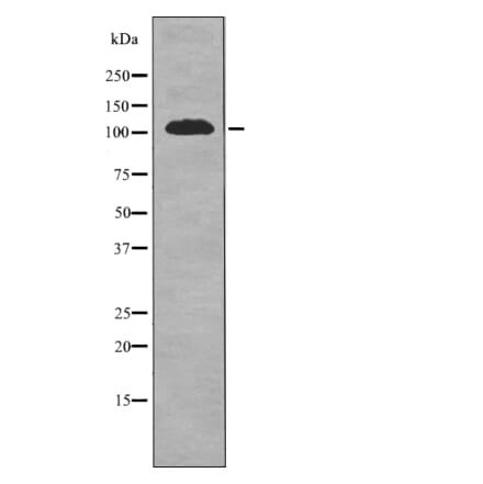 Western blot - EPHA1 (Phospho-Tyr605) Antibody from Signalway Antibody (12710) - Antibodies.com