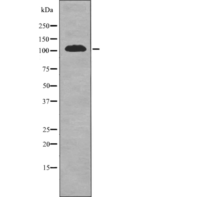 Western blot - EPHA1 (Phospho-Tyr605) Antibody from Signalway Antibody (12710) - Antibodies.com