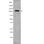 Western blot - EPHA1 (Phospho-Tyr605) Antibody from Signalway Antibody (12710) - Antibodies.com