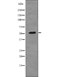 Western blot - Epo-R (Phospho-Tyr456) Antibody from Signalway Antibody (12723) - Antibodies.com