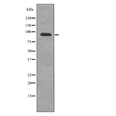 Western blot - FGFR2 (Phospho-Ser782) Antibody from Signalway Antibody (12724) - Antibodies.com
