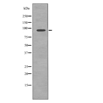 Western blot - FGFR3 (Phospho-Tyr577) Antibody from Signalway Antibody (12725) - Antibodies.com
