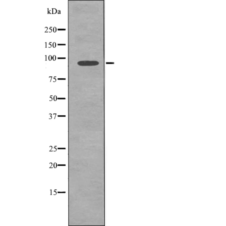 Western blot - FGFR3 (Phospho-Tyr577) Antibody from Signalway Antibody (12725) - Antibodies.com