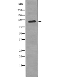 Western blot - FGFR3 (Phospho-Tyr724) Antibody from Signalway Antibody (12726) - Antibodies.com