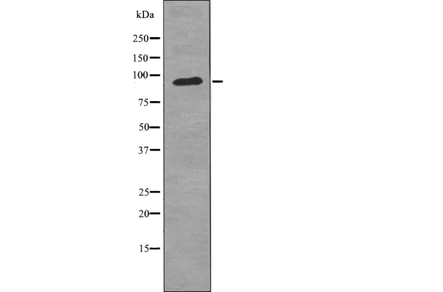 Western blot - FGFR3 (Phospho-Tyr724) Antibody from Signalway Antibody (12726) - Antibodies.com