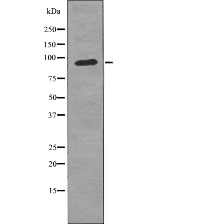 Western blot - FGFR3 (Phospho-Tyr724) Antibody from Signalway Antibody (12726) - Antibodies.com