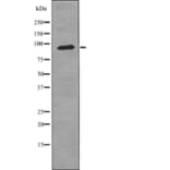 Western blot - FGFR3 (Phospho-Tyr724) Antibody from Signalway Antibody (12726) - Antibodies.com