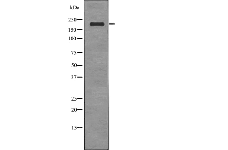Western blot - HER4 (Phospho-Tyr1242) Antibody from Signalway Antibody (12727) - Antibodies.com