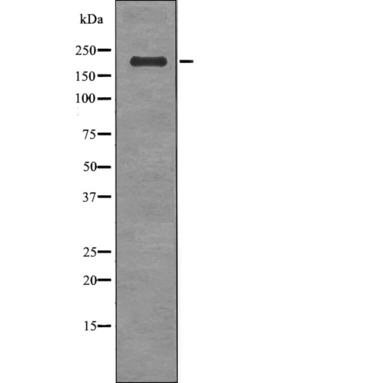 Western blot - HER4 (Phospho-Tyr1242) Antibody from Signalway Antibody (12727) - Antibodies.com