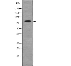 Western blot - Mre11 (Phospho-Ser676) Antibody from Signalway Antibody (12731) - Antibodies.com