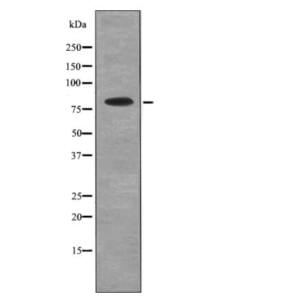 Western blot - Mre11 (Phospho-Ser676) Antibody from Signalway Antibody (12731) - Antibodies.com