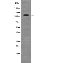 Western blot - MYPT1 (Phospho-Ser507) Antibody from Signalway Antibody (12732) - Antibodies.com