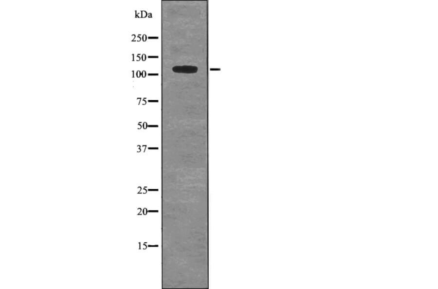 Western blot - MYPT1 (Phospho-Ser507) Antibody from Signalway Antibody (12732) - Antibodies.com