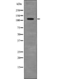 Western blot - MYPT1 (Phospho-Ser507) Antibody from Signalway Antibody (12732) - Antibodies.com