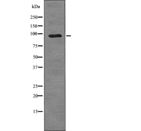 Western blot - SRPK1 (Phospho-Thr601) Antibody from Signalway Antibody (12738) - Antibodies.com