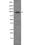 Western blot - SRPK1 (Phospho-Thr601) Antibody from Signalway Antibody (12738) - Antibodies.com