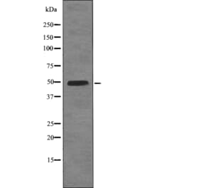 Western blot - BCL-3 (Phospho-Ser402) Antibody from Signalway Antibody (12746) - Antibodies.com