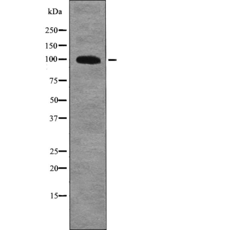 Western blot - GluR2 (Phospho-Tyr876) Antibody from Signalway Antibody (12758) - Antibodies.com