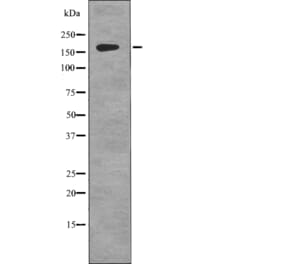 Western blot - gp130 (Phospho-Tyr759) Antibody from Signalway Antibody (12759) - Antibodies.com