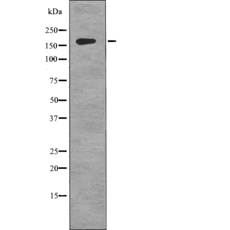 Western blot - gp130 (Phospho-Tyr759) Antibody from Signalway Antibody (12759) - Antibodies.com