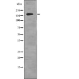 Western blot - gp130 (Phospho-Tyr759) Antibody from Signalway Antibody (12759) - Antibodies.com