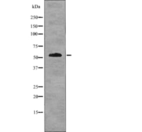 Western blot - IRF-7 (Phospho-Ser477) Antibody from Signalway Antibody (12763) - Antibodies.com