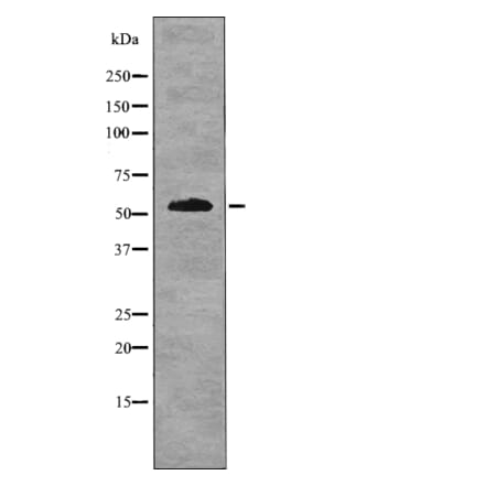 Western blot - IRF-7 (Phospho-Ser477) Antibody from Signalway Antibody (12763) - Antibodies.com