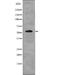 Western blot - IRF-7 (Phospho-Ser477) Antibody from Signalway Antibody (12763) - Antibodies.com