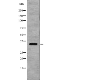 Western blot - Myd88 (Phospho-Tyr257) Antibody from Signalway Antibody (12764) - Antibodies.com