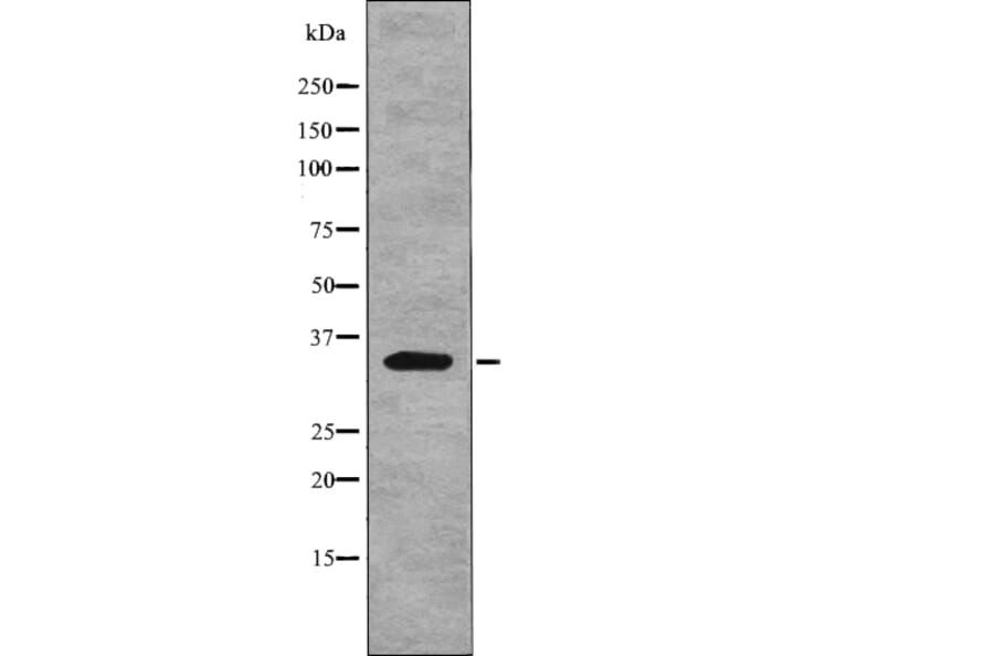 Western blot - Myd88 (Phospho-Tyr257) Antibody from Signalway Antibody (12764) - Antibodies.com