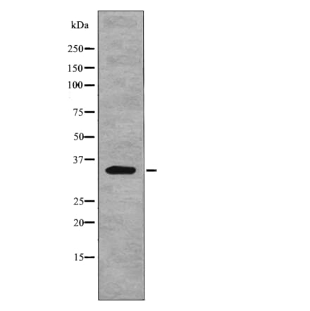 Western blot - Myd88 (Phospho-Tyr257) Antibody from Signalway Antibody (12764) - Antibodies.com