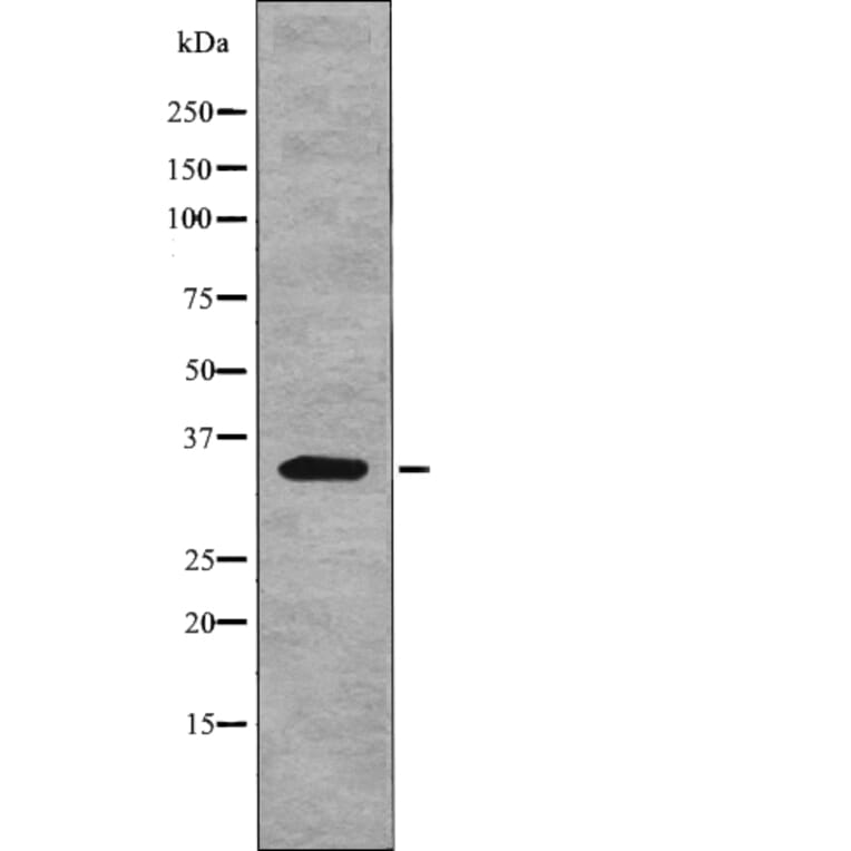 Western blot - Myd88 (Phospho-Tyr257) Antibody from Signalway Antibody (12764) - Antibodies.com