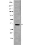 Western blot - Myd88 (Phospho-Tyr257) Antibody from Signalway Antibody (12764) - Antibodies.com